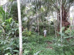 5-jaar-oude-plantage regenwoud
