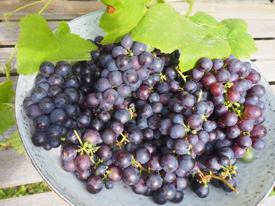 druiven uit eigen tuin